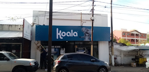 Koala San Lorenzo 2